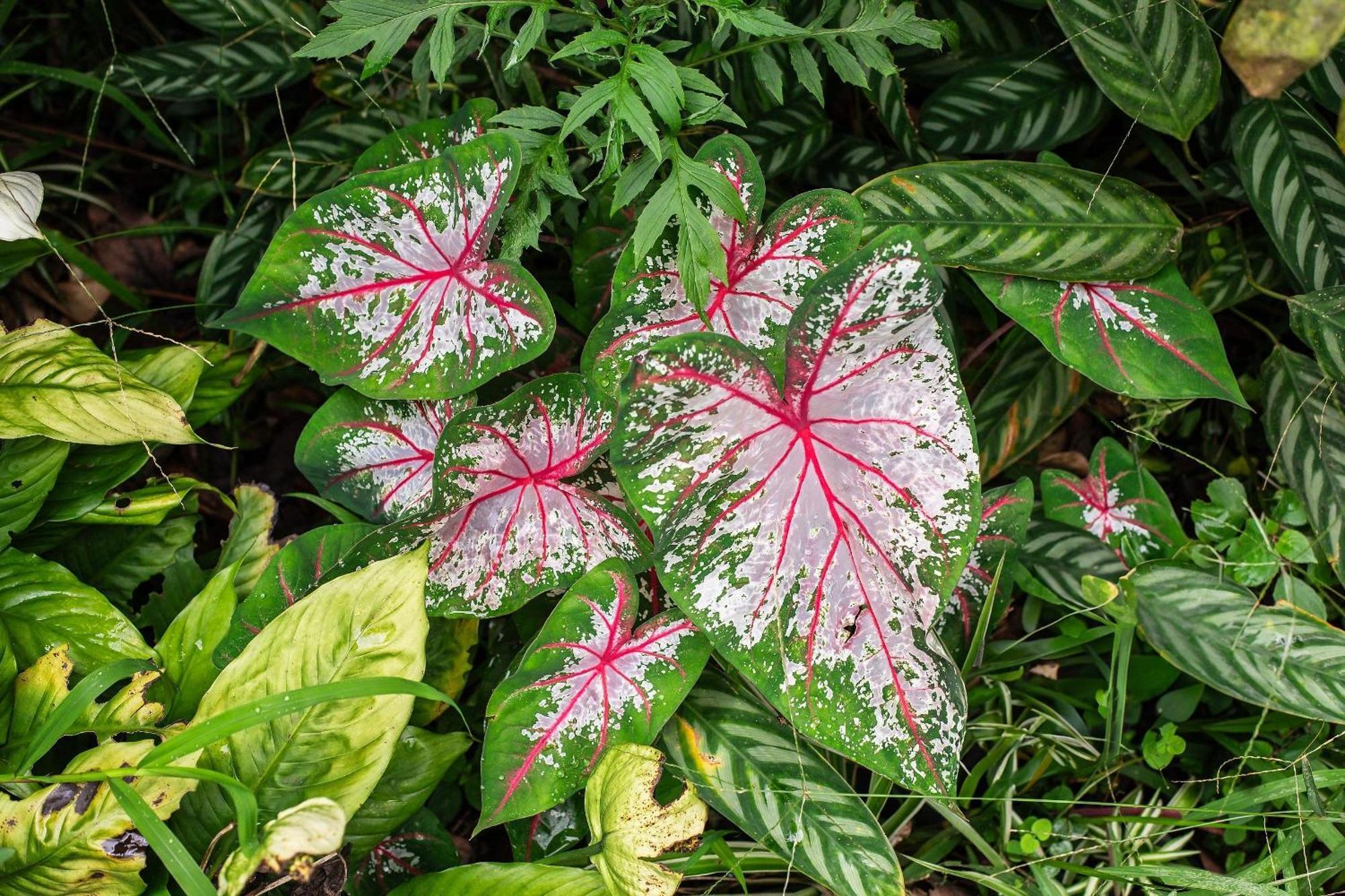Refúgio romântico em meio à natureza Penedo  Esterno foto